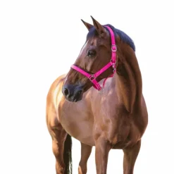 Norton - Licol fluo doublé rose Best