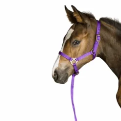 Norton - Licol foal + longe violet Clearance