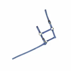 Norton - Licol foal + longe bleu ciel Sale