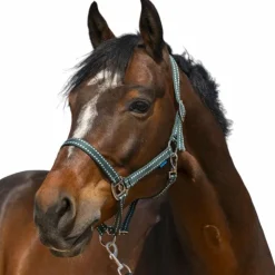 Norton - Licol Grooming foncé Vert Best