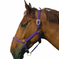 Discount Norton - Licol nylon doublé cuir violet