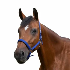 Norton - Licol nylon doublé néoprène bleu roi Outlet