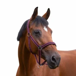 Norton - Licol nylon doublé néoprène bordeaux/ noir Clearance