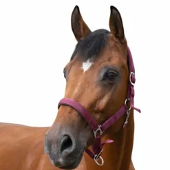 Norton - Licol nylon doublé néoprène bordeaux Discount