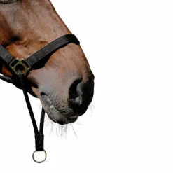 Clearance Norton - Licol Nylon Educatif Noir