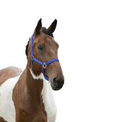 Norton - Licol nylon muserolle réglable bleu roi Hot