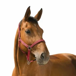 Norton - Licol Reflective Bordeaux Online