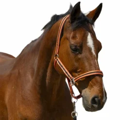 Hot Norton - Licol Satine corail/ noir Orange