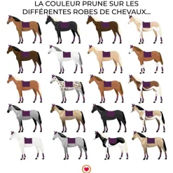 Outlet Paddock Sports - Tapis de dressage Americain Prune