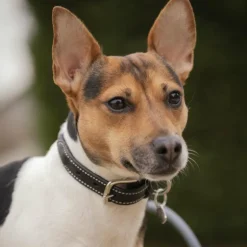 Discount Pénélope - Collier pour chien Olie Noir