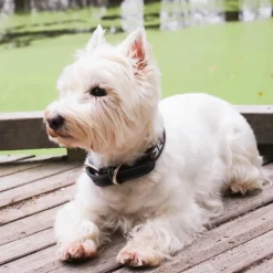 Pénélope - Collier pour chien Pearls Havane/ Rose