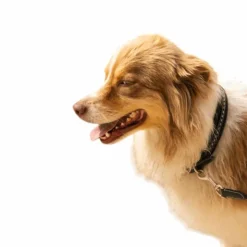 Sale Pénélope - Collier pour chien Noir