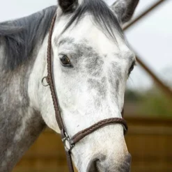 Sale Pro Confort - Licol de grooming Dialou Marron