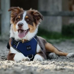 Discount Riding World - Harnais pour chien Simba Marine