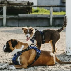 Discount Riding World - Harnais pour chien Simba Marine