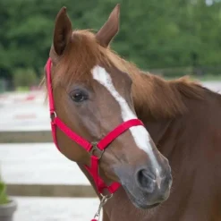 Riding World - Licol et longe Club Rouge Hot