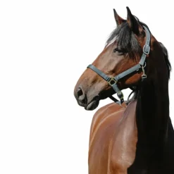 Online Riding World - Licol Nylon Cushion foncé Vert