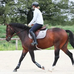 TdeT - Bridon et rênes Lautrec tabac/noir