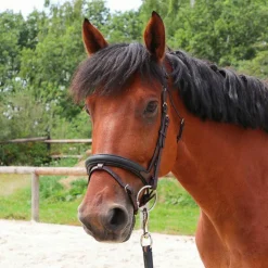 Sale TdeT - Bridon et rênes Lautrec havane foncé/noir