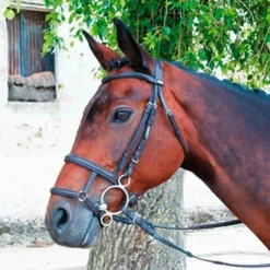 Outlet TdeT - Muserolle française/allemande noir